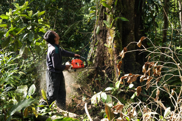 Best Tree Risk Assessment  in Elburn, IL