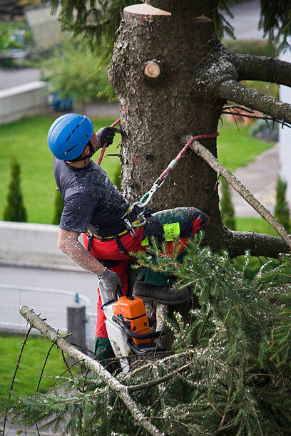 Best Tree Disease Treatment  in Elburn, IL