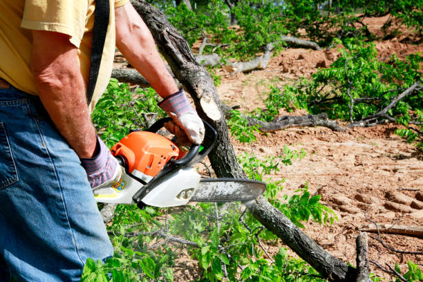 Best Organic Lawn Care Solutions  in Elburn, IL