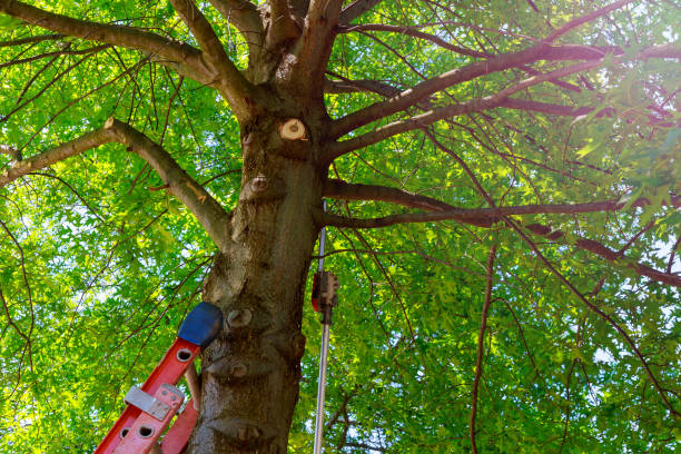 How Our Tree Care Process Works  in  Elburn, IL